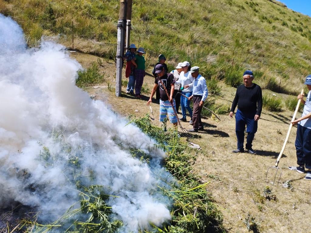 10 В июле наркоборцы уничтожили в Кыргызстане более 94 тонн конопли