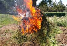 В июле наркоборцы уничтожили в Кыргызстане более 94 тонн конопли