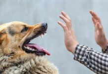 В Чон-Алае от бешенства скончался мужчина