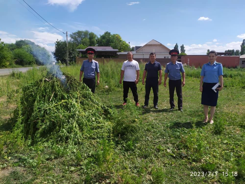 6 В июле наркоборцы уничтожили в Кыргызстане более 94 тонн конопли