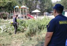 В Бишкеке уничтожили более 3 тонн дикорастущей конопли