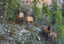 «Альянс Алтындын» колдоосу менен Талас облусуна келген маралдар көбөйүүдө