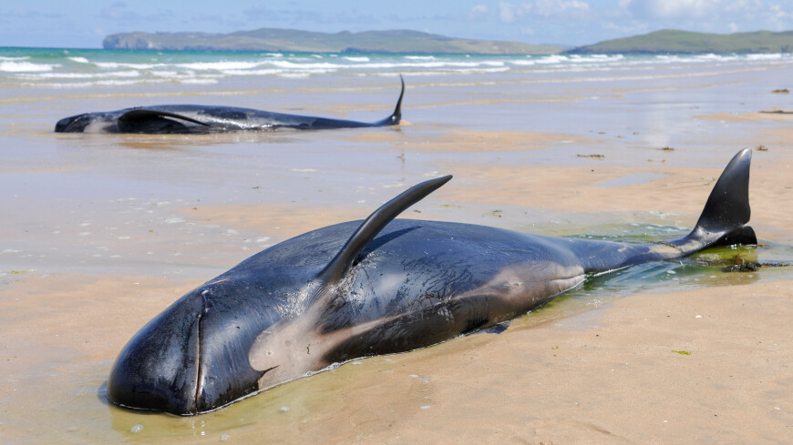 Шотландияда 55 кит өлдү