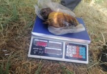 В Оше задержали наркодельца с 1,8 кг опиума