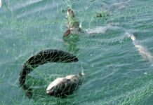 Президент запретил промысловую добычу рыбы на озерах Иссык-Куль и Сон-Куль