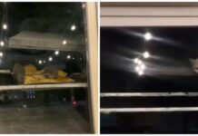 Вместо крыс в кафе «Рахат Лукум» на прилавке теперь сидит кошка — видео