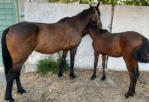 Чүйдө мал уурулук менен алектенгендер кармалды