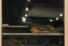 Кафедеги келемиштер самсынын үстүнөн басып жүрөт