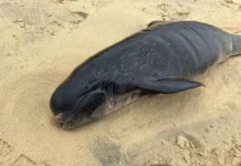 Шотландияда 55 кит өлдү