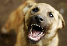 Жолбун ит тиштеген 8 жаран ооруканага түштү