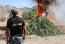 Бакай-Ата районунда 900 кг кара-куурай өсүмдүгү жок кылынды