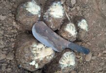 Баткенде тыюу салынган “сасык чайыр” өсүмдүгүн саткандар кармалды