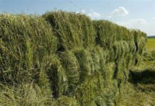 Кыргызстанда тоютту сыртка сатууга чектөө киргизилет