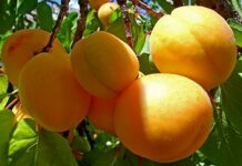 Чолпон-Ата шаарында Баткен өрүгүн саткан дүкөн ачылат