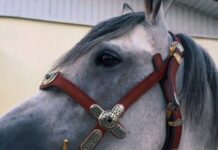 ВИДЕО: Садыр Жапаров убада кылган аргымак казак акынына берилди