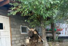 Кадамжайда мал уурдоого аракеттенген жарандар кармалды