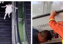 Кытайда тогуз жаштагы кыз буту эскалаторго кыпчылып калган баланы куткарып калды