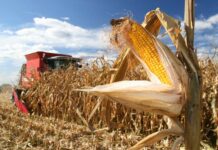 В Сузаке во время сбора кукурузы 13-летней девочке трактор отрезал ногу