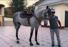Садыр Жапаров подарил казахскому акыну скакуна — видео