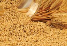 В Кыргызстане введут запрет на вывоз некоторых сельхозтоваров