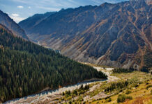 На охрану лесов Кыргызстана выделено 49,8 млн сомов