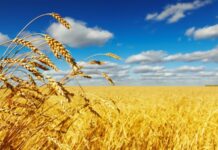 В следующем году обещают собрать в Кыргызстане 100 тыс. тонн пшеницы