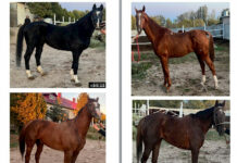 ГКНБ: Изъятые чистокровные лошади, принадлежащие К. Асанбеку, будут реализованы на аукционе