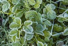 Штормовое предупреждение. В Кыргызстане 31 октября – 2 ноября ожидаются заморозки