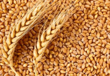 С 1 декабря Россия планирует запретить вывоз твердой пшеницы. Как это отразится на Кыргызстане