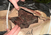 Кыргызстандан сейрек кездешүүчү өсүмдүктүн тамырын мыйзамсыз ташып чыгууга аракет кылышкан