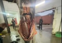 В Караколе скотобойня забивала мертвечину (видео)