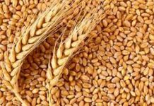 Фонд госматрезервов закупил 25,5 тыс. тонн пшеницы