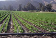 В Кыргызстане установлено капельное орошение на 13,2 тыс. га земли