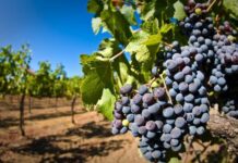 О поддержке виноградарства заговорили в кабинете министров