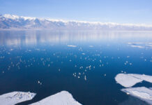 На Иссык-Куле создадут новую особо охраняемую территорию. Для животных и птиц