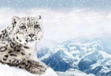 Президент подписал указ о признании снежного барса национальным символом Кыргызстана