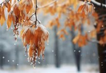 Аномально тепло. 25 декабря побило рекорд метеонаблюдений в Бишкеке