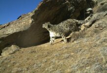 «Если мы приостановим работу, государство ее не продолжит». Как закон об НКО угрожает работе фонда снежного барса в КР