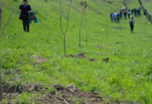 “Жашыл мурас”. Кыргызстан боюнча жалпы 7,5 миллиондон ашык көчөт отургузулду