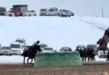В Таласе игрок в кок-бору на большой скорости врезался в тай-казан(видео)