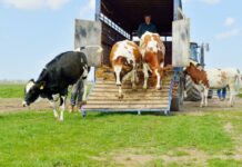 Кыргызстан былтыр 195 миң баш мал экспорттогон