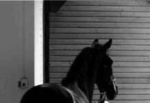 В Ысык-Атинском районе лошадь протащила школьника. Он погиб