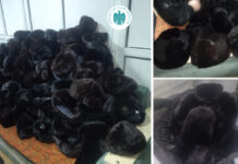 Салык кызматы норка тумактарынын мыйзамсыз импортун аныктады