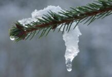 Январь-2024 признан самым теплым первым месяцем года за всю историю наблюдений