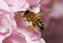 Ученые рассказали о снижении активности насекомых-опылителей из-за загрязнения атмосферы