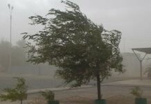 В Бишкеке и Чуйской области из-за сильного ветра пострадали 24 человека