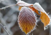 Чүй жана Таласта кескин күн сууктап, үшүк жүрүшү ыктымал