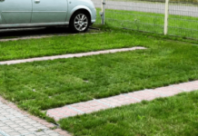 Бишкектин жашыл аянттарына унаа токтоткон айдоочуларга айып пул салына баштады