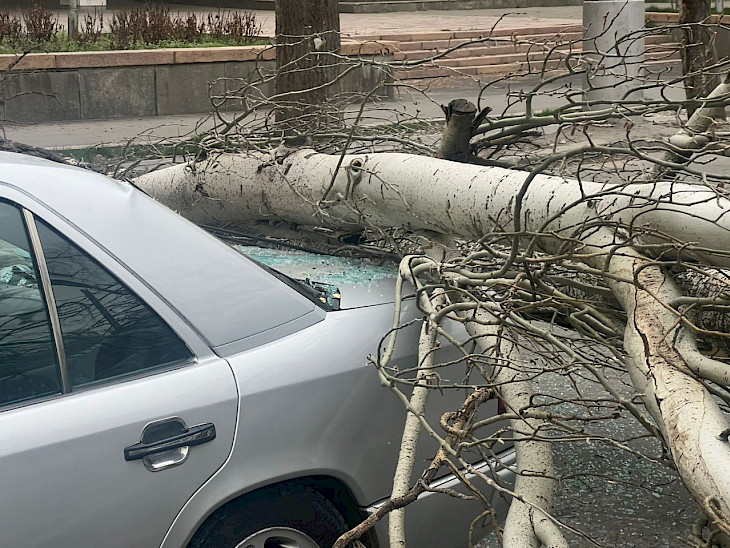 5b5fae07 aaec 49d1 8fc2 В Бишкеке сильный ветер снес крыши зданий и повалил деревья