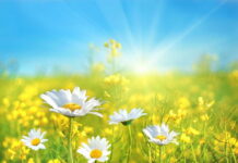 Апта аягына чейин бишкектиктерди кандай аба ырайы күтөт?